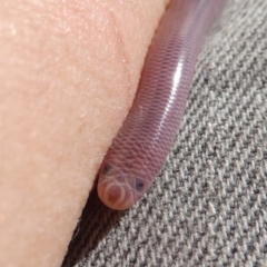 Anilios nigrescens (Blackish Blind Snake) at Wandiyali-Environa Conservation Area - 12 Oct 2017 by Wandiyali