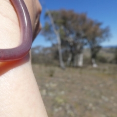 Anilios nigrescens at Googong, NSW - 12 Oct 2017