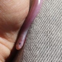 Anilios nigrescens at Googong, NSW - 12 Oct 2017