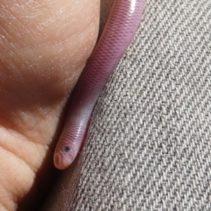 Anilios nigrescens at Googong, NSW - 12 Oct 2017