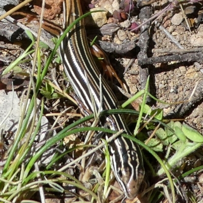 Ctenotus taeniolatus (Copper-tailed Skink) at Googong, NSW - 12 Oct 2017 by Wandiyali