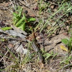 Ctenotus taeniolatus at Googong, NSW - 12 Oct 2017 11:24 AM