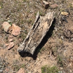 Ctenotus taeniolatus at Googong, NSW - 12 Oct 2017 11:24 AM