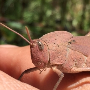 Goniaea sp. (genus) at Googong, NSW - 11 Dec 2015 12:53 PM