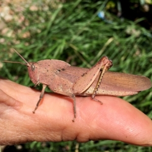 Goniaea sp. (genus) at Googong, NSW - 11 Dec 2015 12:53 PM