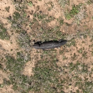 Tiliqua rugosa at Gungahlin, ACT - 12 Oct 2017