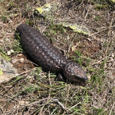 Tiliqua rugosa (Shingleback Lizard) at Mulligans Flat - 12 Oct 2017 by JasonC