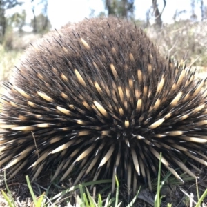 Tachyglossus aculeatus at Gungahlin, ACT - 12 Oct 2017