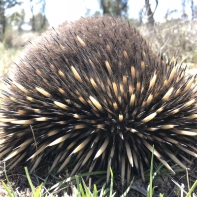 Tachyglossus aculeatus (Short-beaked Echidna) at Mulligans Flat - 12 Oct 2017 by JasonC