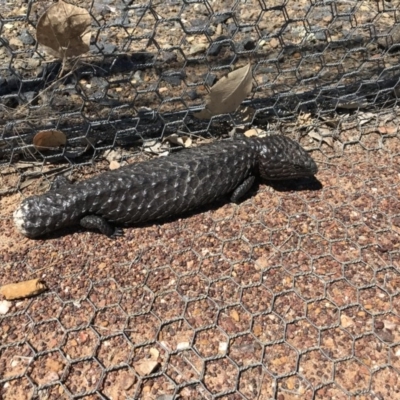 Tiliqua rugosa (Shingleback Lizard) at Mulligans Flat - 12 Oct 2017 by JasonC