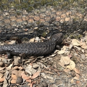 Tiliqua rugosa at Gungahlin, ACT - 12 Oct 2017 02:06 PM