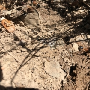 Limnodynastes tasmaniensis at Gungahlin, ACT - 12 Oct 2017