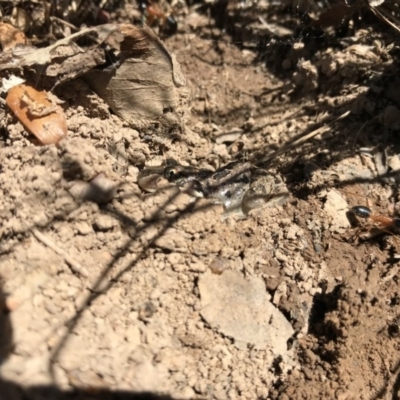 Limnodynastes tasmaniensis (Spotted Grass Frog) at Gungahlin, ACT - 12 Oct 2017 by JasonC