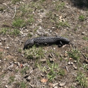 Tiliqua rugosa at Gungahlin, ACT - 12 Oct 2017 02:07 PM