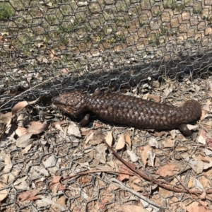 Tiliqua rugosa at Gungahlin, ACT - 12 Oct 2017