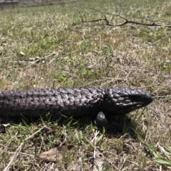 Tiliqua rugosa (Shingleback Lizard) at Gungahlin, ACT - 12 Oct 2017 by JasonC