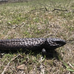 Tiliqua rugosa at Gungahlin, ACT - 12 Oct 2017