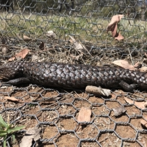 Tiliqua rugosa at Gungahlin, ACT - 12 Oct 2017