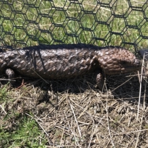 Tiliqua rugosa at Gungahlin, ACT - 12 Oct 2017