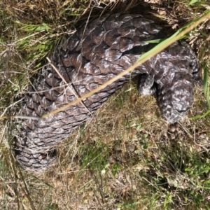 Tiliqua rugosa at Gungahlin, ACT - 12 Oct 2017