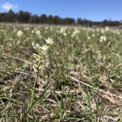 Stackhousia monogyna (Creamy Candles) at Mulligans Flat - 12 Oct 2017 by JasonC