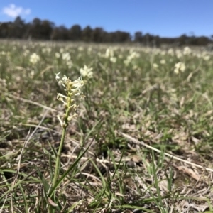 Stackhousia monogyna at Gungahlin, ACT - 12 Oct 2017