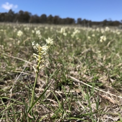 Stackhousia monogyna (Creamy Candles) at Gungahlin, ACT - 12 Oct 2017 by JasonC