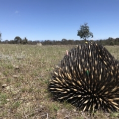 Tachyglossus aculeatus (Short-beaked Echidna) at Mulligans Flat - 12 Oct 2017 by JasonC