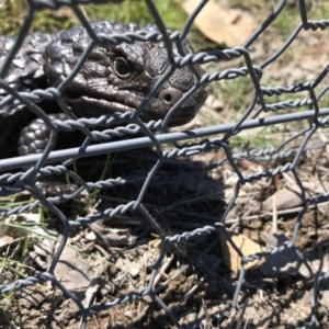 Tiliqua rugosa at Gungahlin, ACT - 12 Oct 2017