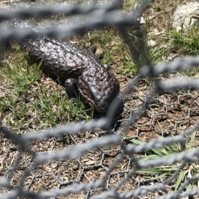 Tiliqua rugosa (Shingleback Lizard) at Mulligans Flat - 12 Oct 2017 by JasonC