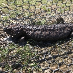 Tiliqua rugosa at Gungahlin, ACT - 12 Oct 2017 02:11 PM