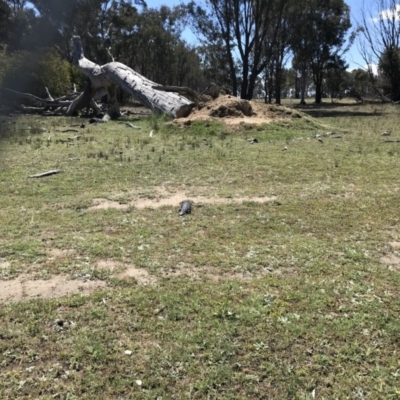 Tiliqua rugosa (Shingleback Lizard) at Mulligans Flat - 12 Oct 2017 by JasonC