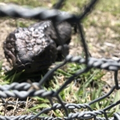 Tiliqua rugosa (Shingleback Lizard) at Gungahlin, ACT - 12 Oct 2017 by JasonC