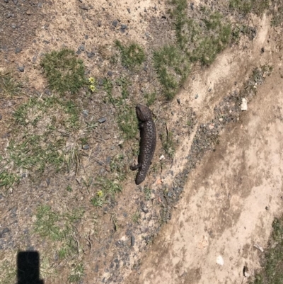 Tiliqua rugosa (Shingleback Lizard) at Gungahlin, ACT - 12 Oct 2017 by JasonC