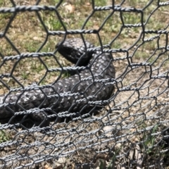 Tiliqua rugosa (Shingleback Lizard) at Gungahlin, ACT - 12 Oct 2017 by JasonC