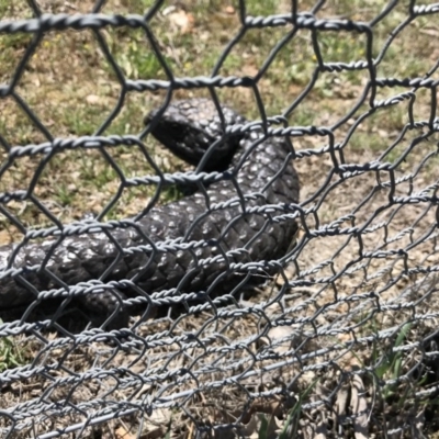 Tiliqua rugosa (Shingleback Lizard) at Mulligans Flat - 12 Oct 2017 by JasonC