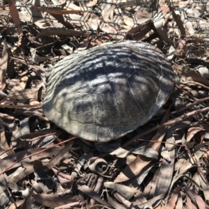 Chelodina longicollis at Gungahlin, ACT - 12 Oct 2017