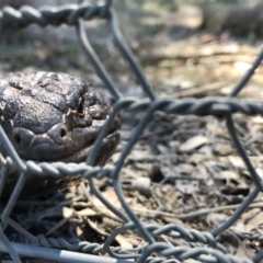 Tiliqua rugosa (Shingleback Lizard) at Mulligans Flat - 12 Oct 2017 by JasonC