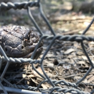 Tiliqua rugosa at Gungahlin, ACT - 12 Oct 2017 02:13 PM