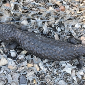 Tiliqua rugosa at Gungahlin, ACT - 12 Oct 2017 02:13 PM