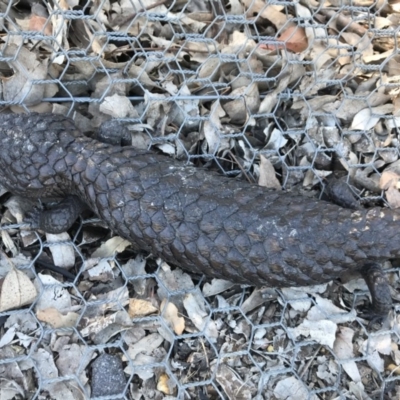 Tiliqua rugosa (Shingleback Lizard) at Gungahlin, ACT - 12 Oct 2017 by JasonC