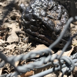 Tiliqua rugosa at Gungahlin, ACT - 12 Oct 2017