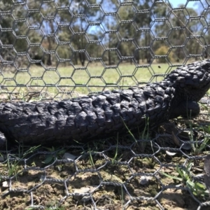 Tiliqua rugosa at Gungahlin, ACT - 12 Oct 2017