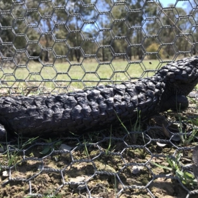 Tiliqua rugosa (Shingleback Lizard) at Gungahlin, ACT - 12 Oct 2017 by JasonC