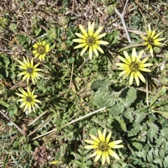 Arctotheca calendula (Capeweed, Cape Dandelion) at Banks, ACT - 12 Oct 2017 by UserfaKgHkxs