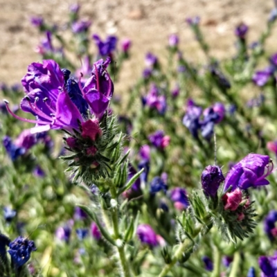 Echium sp. (Paterson's Curse or Viper's Bugloss) at Banks, ACT - 11 Oct 2017 by UserfaKgHkxs