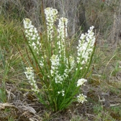 Stackhousia monogyna (Creamy Candles) at Acton, ACT - 12 Oct 2017 by RWPurdie