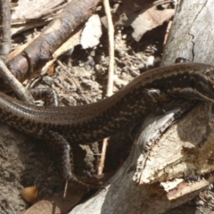 Eulamprus heatwolei (Yellow-bellied Water Skink) at Paddys River, ACT - 5 Mar 2017 by Christine