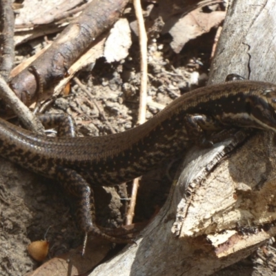 Eulamprus heatwolei (Yellow-bellied Water Skink) at Paddys River, ACT - 5 Mar 2017 by Christine