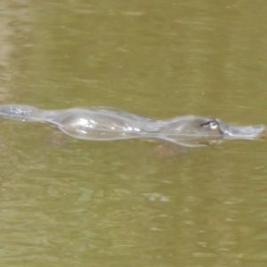 Ornithorhynchus anatinus at Paddys River, ACT - 5 Mar 2017 12:00 AM